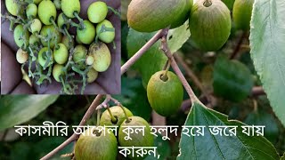 কাশ্মীরি বা বল সুন্দরী হলুদ হয়ে জরে যায় তার কারণ