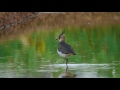 タゲリ（2）越冬（さいたま市）等 northern lapwing wild bird 野鳥 動画図鑑