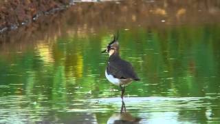 タゲリ（2）越冬（さいたま市）等 - Northern lapwing - Wild Bird - 野鳥 動画図鑑