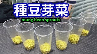 用塑膠杯來種豆芽菜 mung bean sprouts