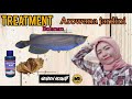 TREATMENT AROWANA JARDINI DENGAN DAUN KETAPANG=SI QUEEN