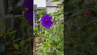 【HD動画】2024年10月27日  秋の花が咲いています。 #flowers #garden #癒し#自然 #naturelovers #薔薇は美しく散る #ばらの花 #rosegarden