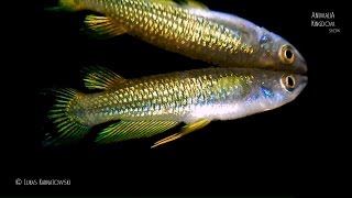 Golden Wonder Killifish (Aplocheilus Lineatus v.G) - Animalia Kingdom Show