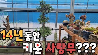 14년동안키운 사랑무(칼라은행목)누구나 잘키울수 있습니다~~^^