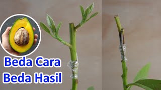 Video 2 How to Connect Avocado Shoots - Complete and Clear