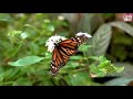 பட்டாம் பூச்சி pattam poochi tamil song for kids butterfly song in tamil