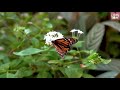 பட்டாம் பூச்சி pattam poochi tamil song for kids butterfly song in tamil