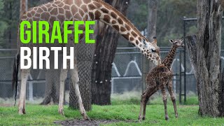 Giraffic Jam – Two Giraffe Calves In Two Days Born At Dubbo Zoo