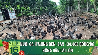 Nuôi gà H'mông đen, bán 120.000 đồng/kg: Nông dân lãi lớn | VTC16