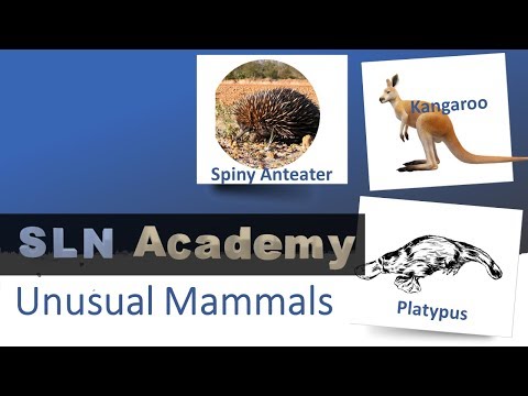 Is a spiny anteater a marsupial?