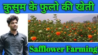 कुसुम के फुलो की खेती, जानिए कैसे करे कुसुम के फुलो की अच्छी खेती l Farming/Cultivation Of Safflower