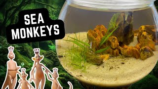 🧜🏻‍♂️ Hatching Sea Monkeys in My EcoSphere Bowl Aquarium