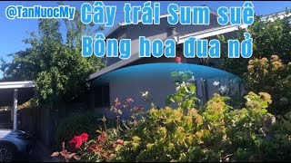 Cây trái Sum suê, Bông hoa đua nở ở San Jose California. Thật là tuyệt vời.