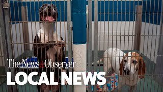 Wake County Animal Center runs low on dog kennels, pleas for adoptions