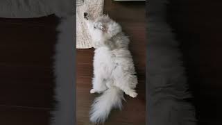 【ペルシャ猫Persian♡みーちゃん♡】仰向けでグルーミング