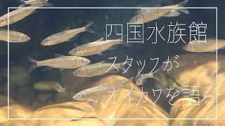 【四国水族館】四国水族館スタッフの話＃9