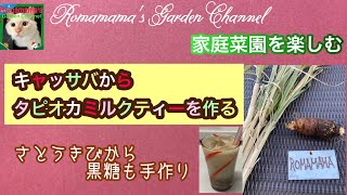 【タピオカミルクティー】キャッサバとサトウキビからタピオカミルクティーを作る　#家庭菜園　#黒糖作り