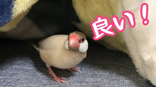 はじめて見る毛布をあっさり気に入る文鳥こむぎ　癒し動物　面白い動物 Java sparrow