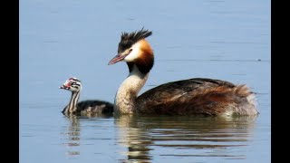 Potápka roháč, Great Crested Grebe, Haubentaucher, Fuut, Большая поганка, Perkoz dwuczuby