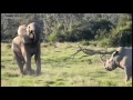 brave rhino tries to withstand the elephant wild animals fighting