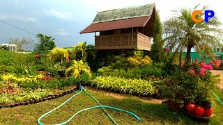 AMAZING GARDEN PLANTS AND LANDSCAPE/NAGA CITY/COUNTRYSIDE