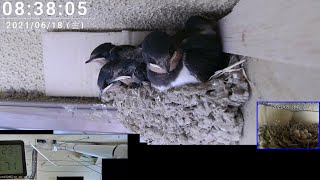 孵化後19日目 2021 ツバメの巣 Swallow's Nest 子育て 観察動画 2021/06/20 08:45～