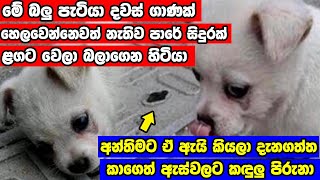 ලොවක් හැඬවූ සංවේදී කතාව