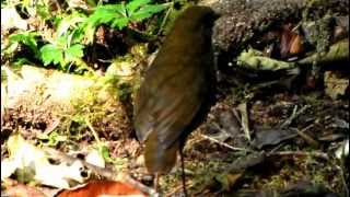 ENDEMIC - Brown-banded Antpitta  - Grallaria milleri - Bogota Birding