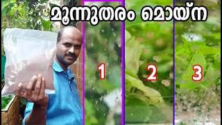 മൊയ്ന കൾച്ചർ ഇനിയും ശരിയാത്തവർ ഇങ്ങനെ ചെയ്യൂ | Moina culture malayalam