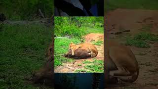 #shortvideo #shortsfeed #shorts #animals #nature #automobile