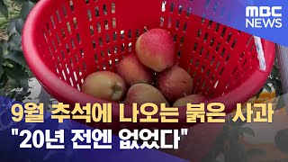 9월 추석에 나오는 붉은 사과.. \