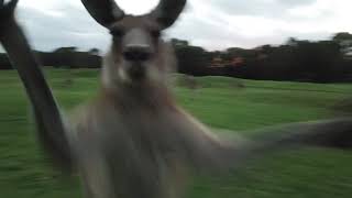 Kangaroo attacks drone