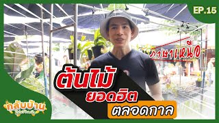 กลับบ้านไปสร้างเงิน [EP.15] ต้นไม้มงคลยอดฮิตตลอดกาล (ภาษาเหนือ)