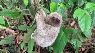 Smiling Baby Sloth || ViralHog
