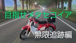 無限追跡編　　　快走路でまさかの？　無限に続く追跡、、、メタセコイア並木を目指して走れスーパーカブ！　　　　　　　　　　　　　　スーパーカブ　C125