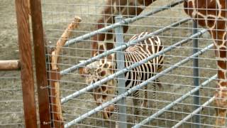 2018年4月4日 釧路市動物園 アミメキリン スカイ君てば、何やってるの～！