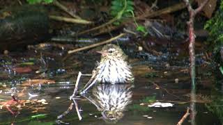 野鳥撮影・ 河口湖・ビンズイの水浴び