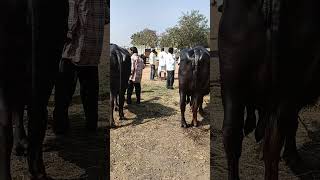 Sardar nagar buffalo market