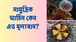 সামুদ্রিক আর্চিন এত মূল্যবান কেন? || Why are Sea Urchins worth money?