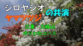 【三峰山】三重県側の「ゆりわれコース」満開のシロヤシオとヤマツツジの共演、そして人と出会う山旅