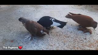 Visiting To Mamu Pigeons _ Gujarat Bharuch  Video 1 | Tha Pigeons ❤