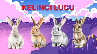 Suara Kelinci \\ Rabbit sound