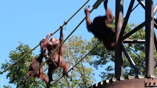 厳しい日差しの中、リキたちのスカイウォーク（Riki takes a skywalk in the harsh sunlight.）　多摩動物公園　オランウータン　202108