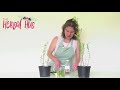 how to make st johns wort infused oil at home hypericum perforatum