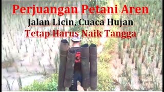 Petani Penyadap Aren Pagi dan Sore, Naik Tangga Bambu, Mengambil Air Nira, Cuaca Hujan dan Licin.