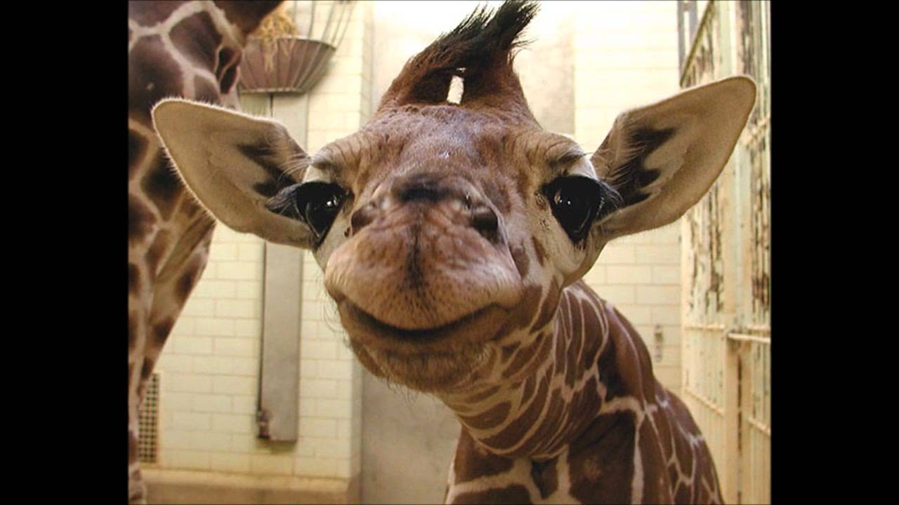 Smiling Animal