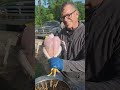 how our chicken plucker works farmlife growyourownfood homestead chicken diy chickenplucker