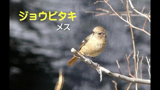 [4K]ジョウビタキ メス／Ｋ川