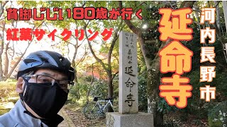 貧脚じじい80歳【ロードバイク】で、河内長野市にある【延命寺】まで紅葉サイクリングに行って来た～！