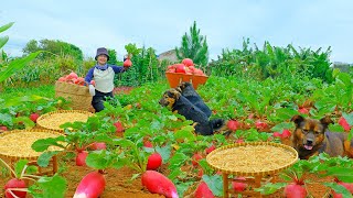 Harvest Red Radish After 160 Days Of Planting, Make Dried Red Radish, Goes To Market Sell - Farm.